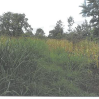 335. PRIME AGRICULTURAL CUM RESIDENTIAL PROPERTY IN KARUNG'ANG'I AREA IN KENOL, MURANG'A COUNTY. -KC