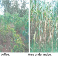 331. PRIME AGRICULTIRAL PROPERTY IN GIATHEKO AREA, KIAMBU COUNTY. -KC