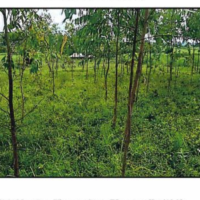 96. PRIME AGRICULTURAL PROPERTY IN ONDOME AREA, AWENDO MIGORI COUNTY. -FM