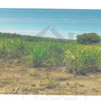 346. PRIME AGRICULTURAL PROPERTY IN RAPOGI AREA IN KANYAMKAGO, MIGORI COUNTY. -KC