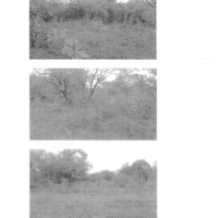 198. PRIME AGRICULTURAL PROPERTY IN MAYUNGU AREA IN MALINDI, KILIFI COUNTY.-CO