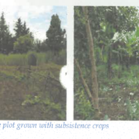 300. PRIME AGRICULTURAL CUM RESIDENTIAL PROPERTY IN KAMIRAI VILLAGE, BOMET COUNTY. -KC