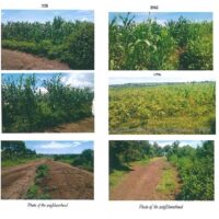 179. PRIME AGRICULTURAL PROPERTIES IN NYANDIWA AREA HOMABAY COUNTY ON 24TH AUGUST 2022. -KC